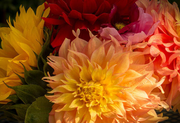 Dahlias Poster featuring the photograph Dahlias and Sunflowers by Weir Here And There