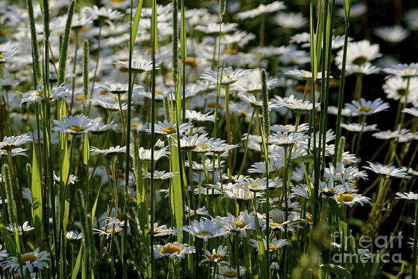 Daisies Poster featuring the photograph Daisies by Jim Gillen