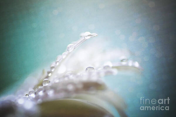 Daisy Poster featuring the photograph Daisy and waterdrops by Sylvia Cook