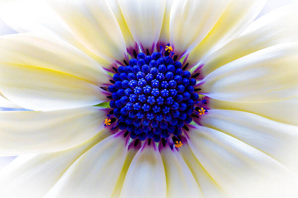 Daisy Poster featuring the photograph Daisy Centre by Keith Hawley