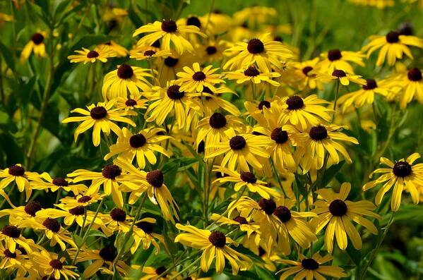 Daisy Poster featuring the photograph Daisy Daisy by Debbie Summers