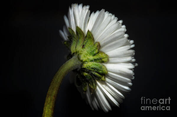 Flower Poster featuring the photograph Daisy flower by Mats Silvan