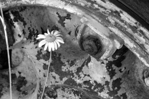 Flowers Poster featuring the photograph Daisy by John Schneider