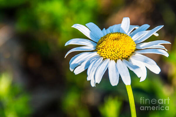 Daisy Poster featuring the photograph Daisy by Kathy Liebrum Bailey