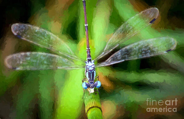 Damselfly Poster featuring the photograph Damsel Eyes by Kerri Farley