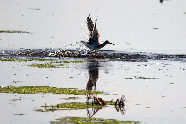 Avocet Poster featuring the photograph Dancing Avocet by Gerald Murray Photography