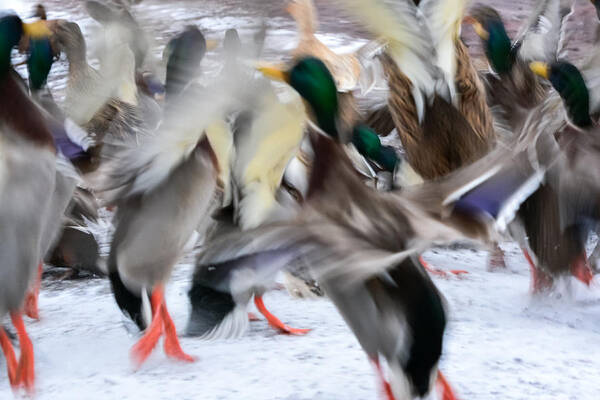 Mallards Poster featuring the photograph Dancing Ducks by Holden The Moment