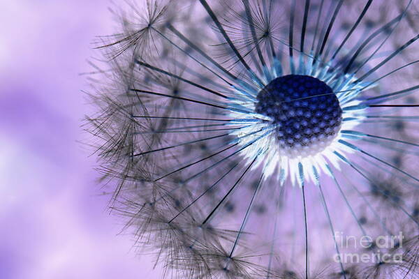 Dandelions Poster featuring the photograph Dandelion 3 by Amanda Mohler