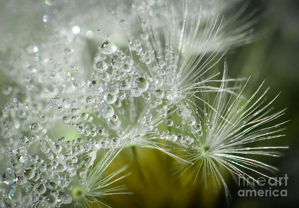 Dandelion Poster featuring the photograph Dandelion Dew by Amy Porter