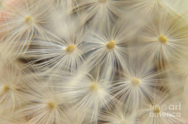 Nature Poster featuring the photograph Dandelion Seed Head Macro IV by Debbie Portwood