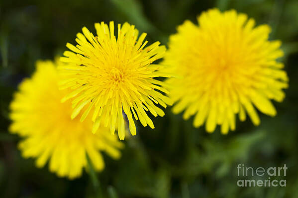 Dandelion Poster featuring the photograph Dandy Lion by Patty Colabuono