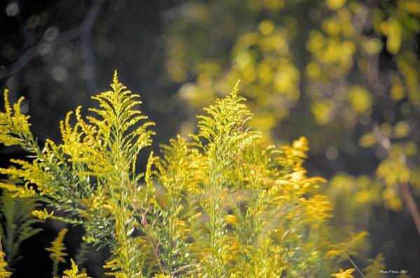 Dappled Goldenrod Poster featuring the photograph Dappled Goldenrod by Maria Urso