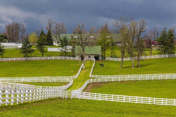 Animal Poster featuring the photograph Darby Dan Farm KY by Jack R Perry