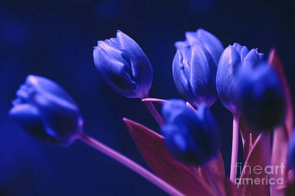 Dark Blue Tulips Poster featuring the photograph Dark Blue Tulips by Silva Wischeropp