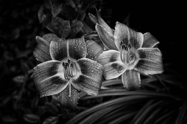 Day Lily Poster featuring the photograph Day Lilies Number 4 by Ben Shields