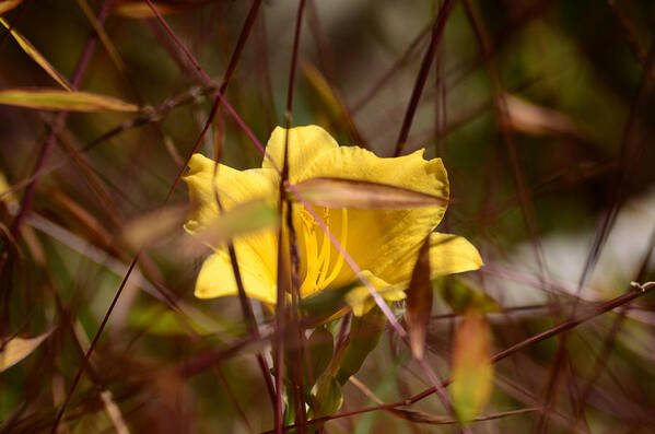 Daylily Poster featuring the photograph Daylily in Autumn by Lori Tambakis