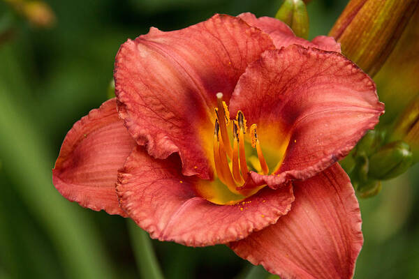 Daylily Poster featuring the photograph Daylily Intensity by Theo OConnor