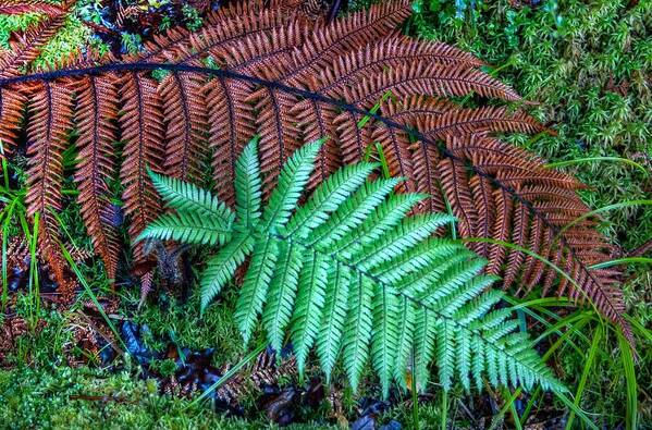 Fern Poster featuring the photograph Dead and alive by Jenny Setchell