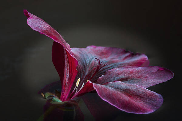 Pelargonium Poster featuring the photograph Deep Velvet by Shirley Mitchell