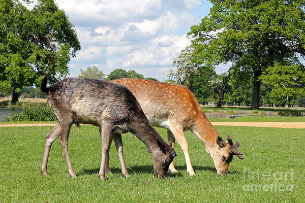 Deer Fallow Grazing 2 British English Landscape Wildlife Animals Animal Poster featuring the photograph Two Deer by Julia Gavin