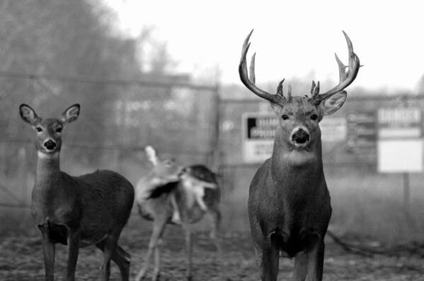 Trio Poster featuring the photograph Deer Trio by Jeremiah John McBride