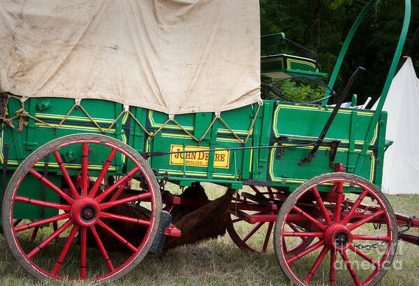 Kansas Cattle Drive 2011 Poster featuring the photograph Deere Green by Fred Lassmann