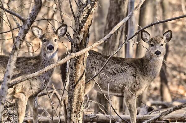 Animals Poster featuring the photograph Deerlings by Diana Angstadt