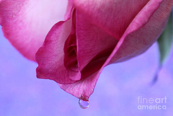 Rose Poster featuring the photograph Delicate Emotion by Krissy Katsimbras