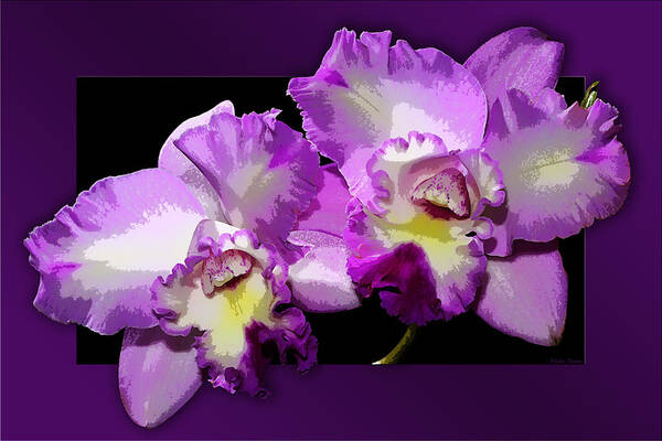Flower Poster featuring the photograph Delicate Purple Orchids by Phyllis Denton