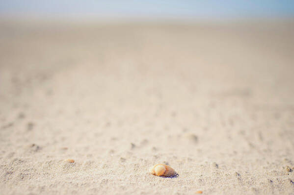 Tranquility Poster featuring the photograph Denmark, Romo, Shell On Sand At North by Westend61