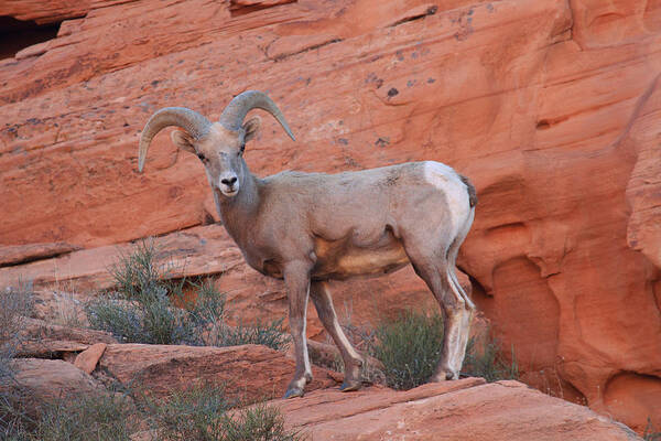 Desert Poster featuring the photograph Desert Bighorn Sheep at Nevada's Valley of Fire by Steve Wolfe