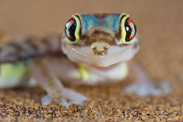 Africa Poster featuring the photograph Desert Gecko by Francesco Tomasinelli