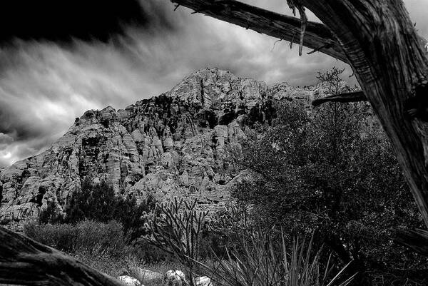 Desert Poster featuring the photograph Desert Slendor by Chris McKenna