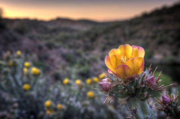 Sunset Poster featuring the photograph Desert Sunset Blossom by Anthony Citro
