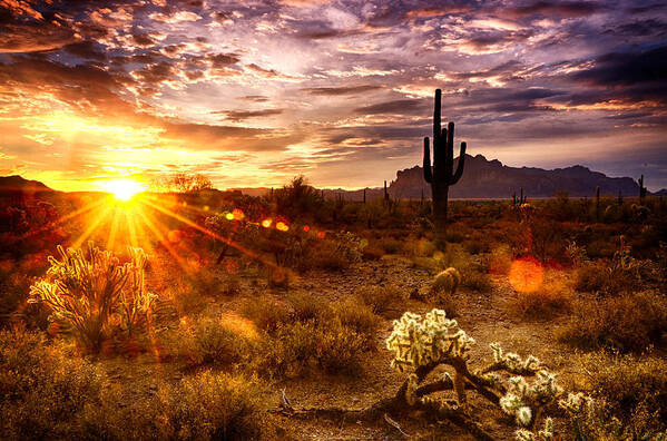 Sunrise Poster featuring the photograph Desert Sunshine by Saija Lehtonen