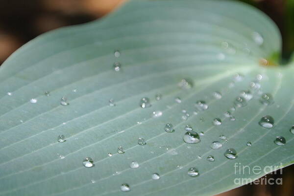  Poster featuring the photograph Dew Diamonds on Hosta by Sharron Cuthbertson