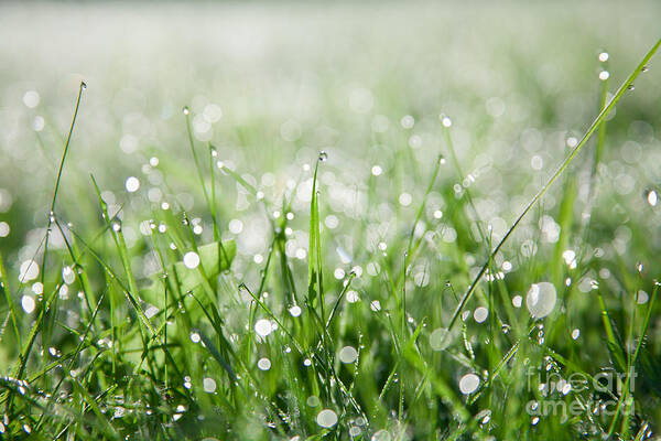 Dew Poster featuring the photograph Dew Drenched Morning by Jan Bickerton