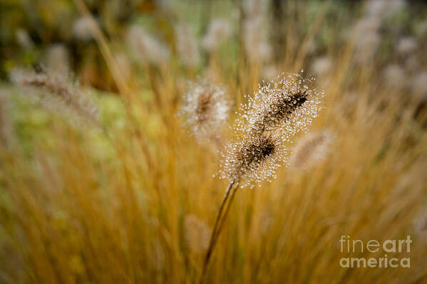 Dew Poster featuring the photograph Dew on Ornamental Grass No. 4 by Belinda Greb