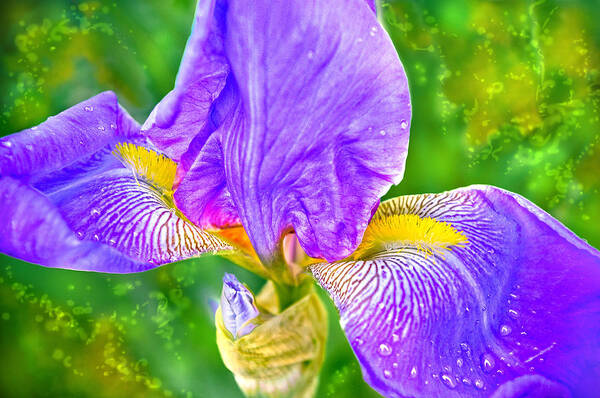 Purple Poster featuring the photograph Dewey Iris by Adria Trail