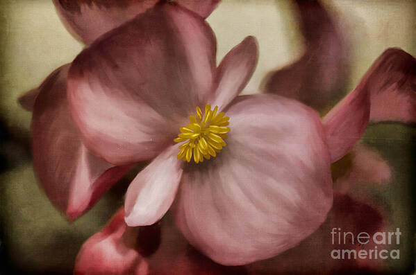 Begonia Poster featuring the photograph Dewy Pink Painted Begonia by Lois Bryan