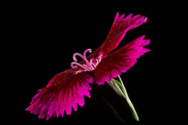 Blossom Poster featuring the photograph Dianthus by Mary Jo Allen