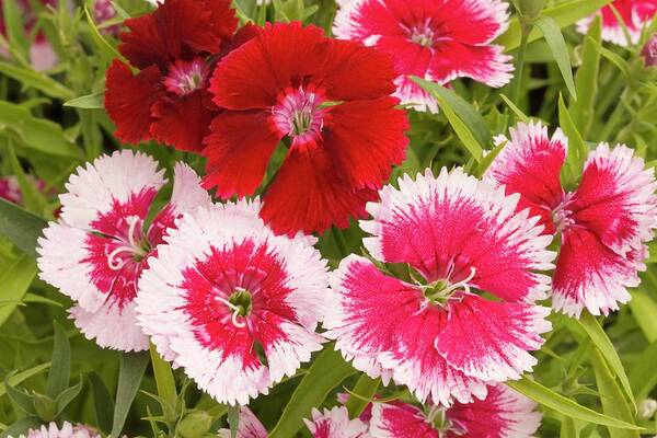 Dianthus Poster featuring the photograph Dianthus 'summer Splash' Flowers by Ann Pickford
