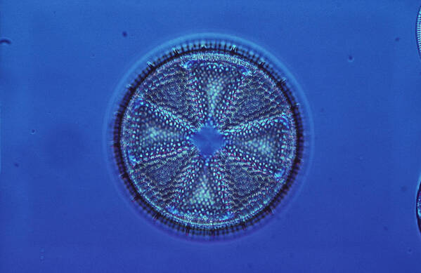 Algae Poster featuring the photograph Diatom by E.r. Degginger