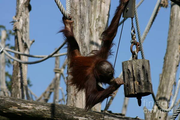 Monkey Poster featuring the photograph Diging for termits by Susanne Baumann