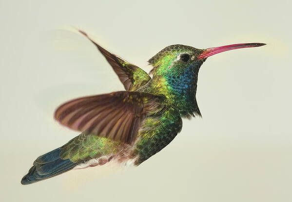 Arizona Poster featuring the photograph Digitially Modified Broadbilled Hummingbird by Gregory Scott