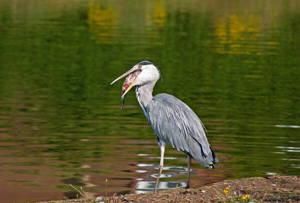 Grey Heron Poster featuring the photograph Dinner Time by Scott Carruthers