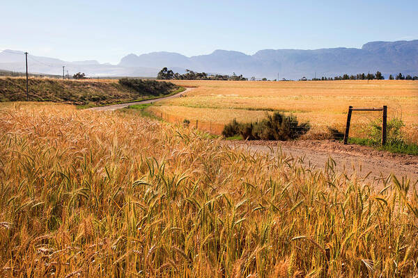 Tranquility Poster featuring the photograph Dirt Track Leading Through Wheat by Douglas Holder