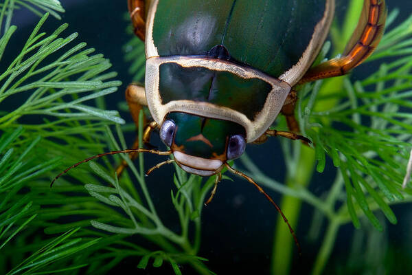 Animal Poster featuring the photograph Diving Beetle by Dirk Ercken