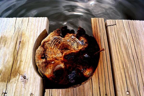 Landscape Poster featuring the photograph Dock by Tamara Michael