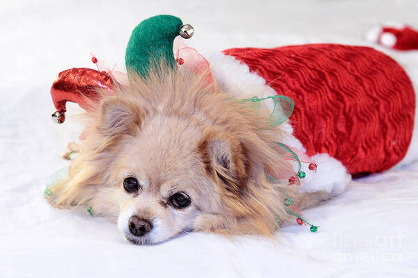 Christmas Poster featuring the photograph Dog In Christmas Costume by Charline Xia